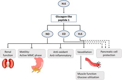 The Role of Gasotransmitters in Gut Peptide Actions